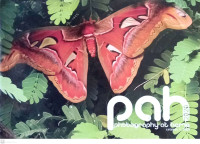 Photography at Home (PAH) 2020